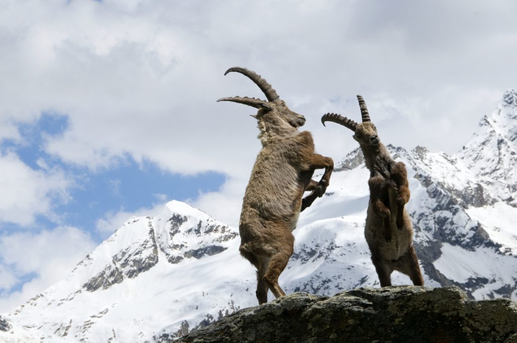 Il Gufo reale torna a volare nel Parco Adamello Brenta dopo un mese di cure  - VIDEO - Montagna